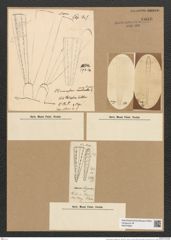 Climacosphenia moniligera Ehr. (de-Toni-Nr.: Genus 87, Species 2983) Zeichnungen Sammlung Grunow Nr. 6086 (NHMW-BOT-W0374606)
